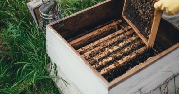best of beekeeping